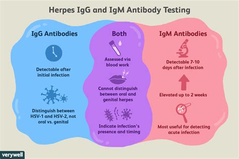 hsv ii ab igg